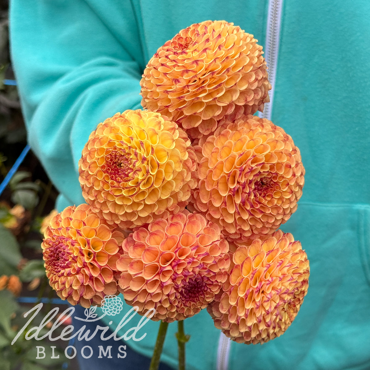 Rosemary Dawn dahlia tubers. This dark blend, miniature ball, 2" to 3.5" dahlia was introduced by Pete Greenway in 2013.