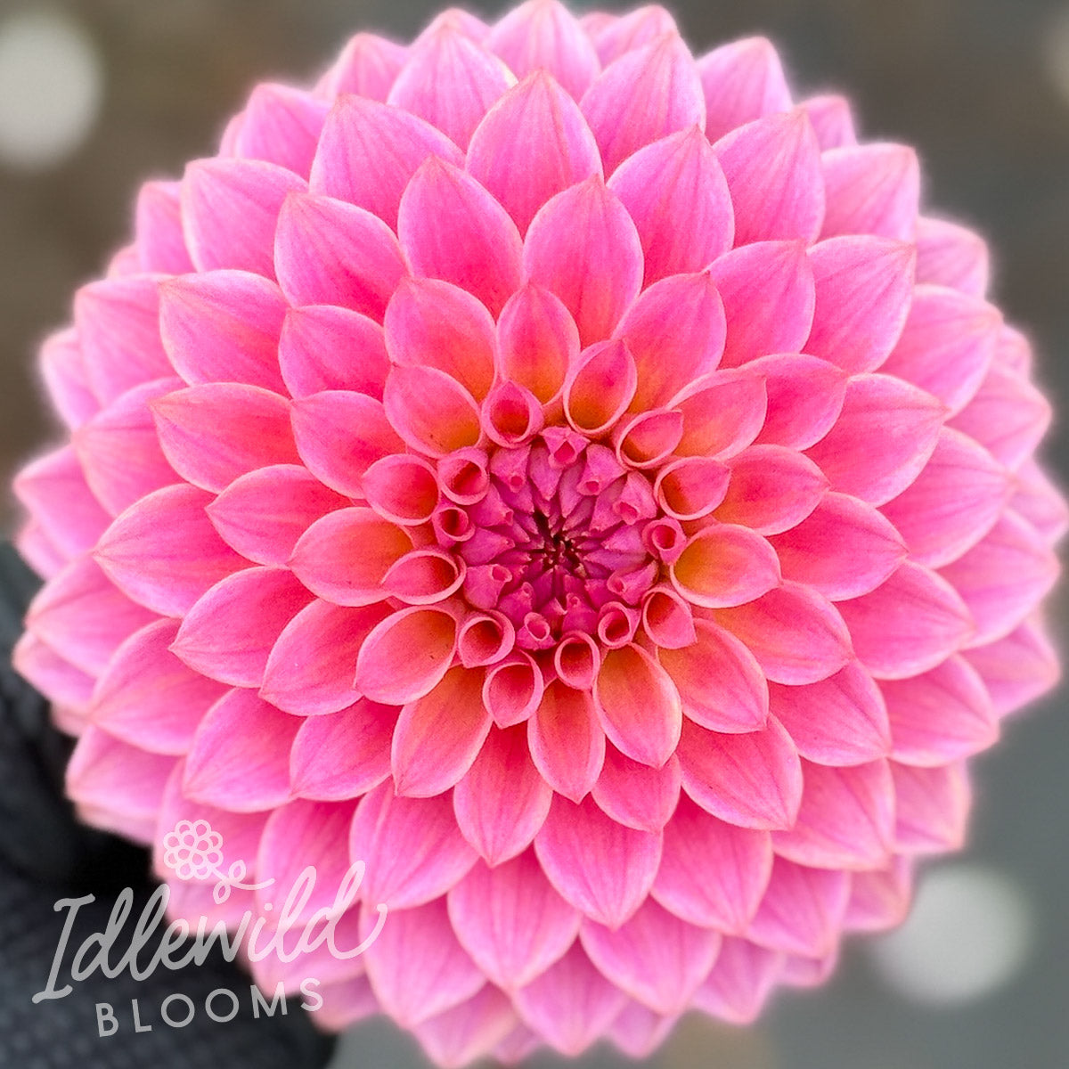 Ryecroft Pride dahlia tuber, Ryecroft Pride dahlia flower, Ryecroft Pride dahlia bulb