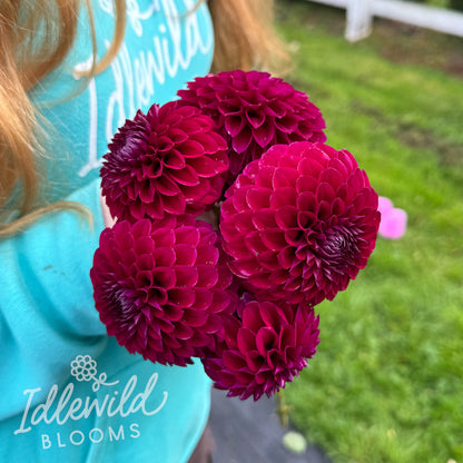 Saddlerock Tiny Giant dahlia tubers, Saddlerock Tiny Giant dahlia bulbs, Saddlerock Tiny Giant dahlia bouquet