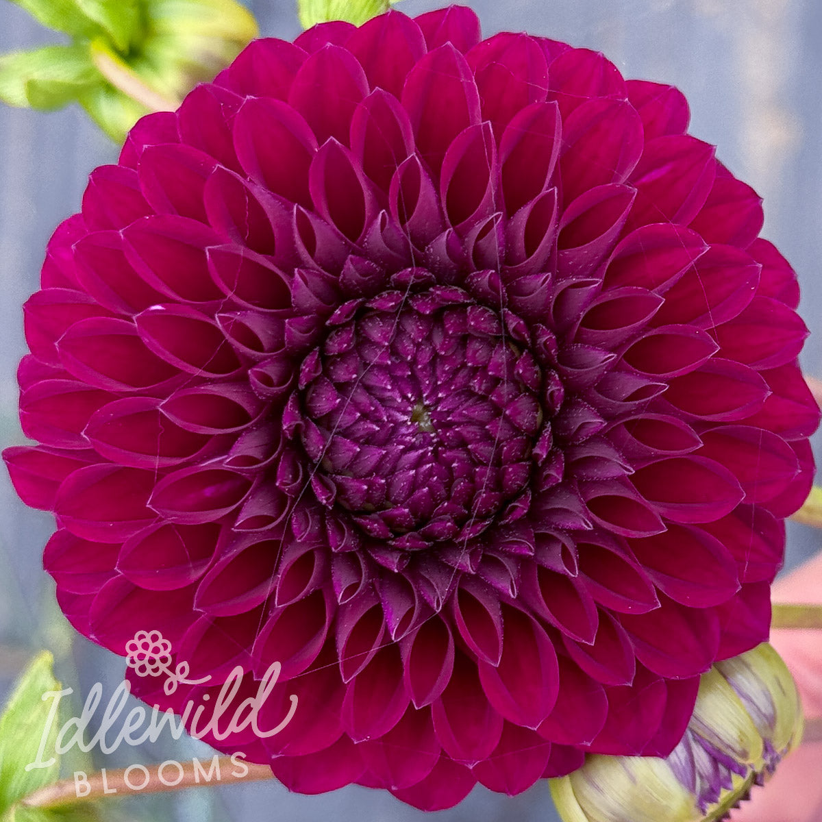 Saddlerock Tiny Giant dahlia tuber, Saddlerock Tiny Giant dahlia bulb, Saddlerock Tiny Giant dahlia flower