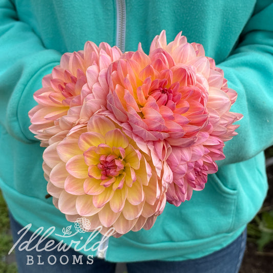 Sandia Bliss dahlia tubers. This pink, waterlily, over 2" dahlia was introduced by Steve &amp; Sandy Boley in 2024. 