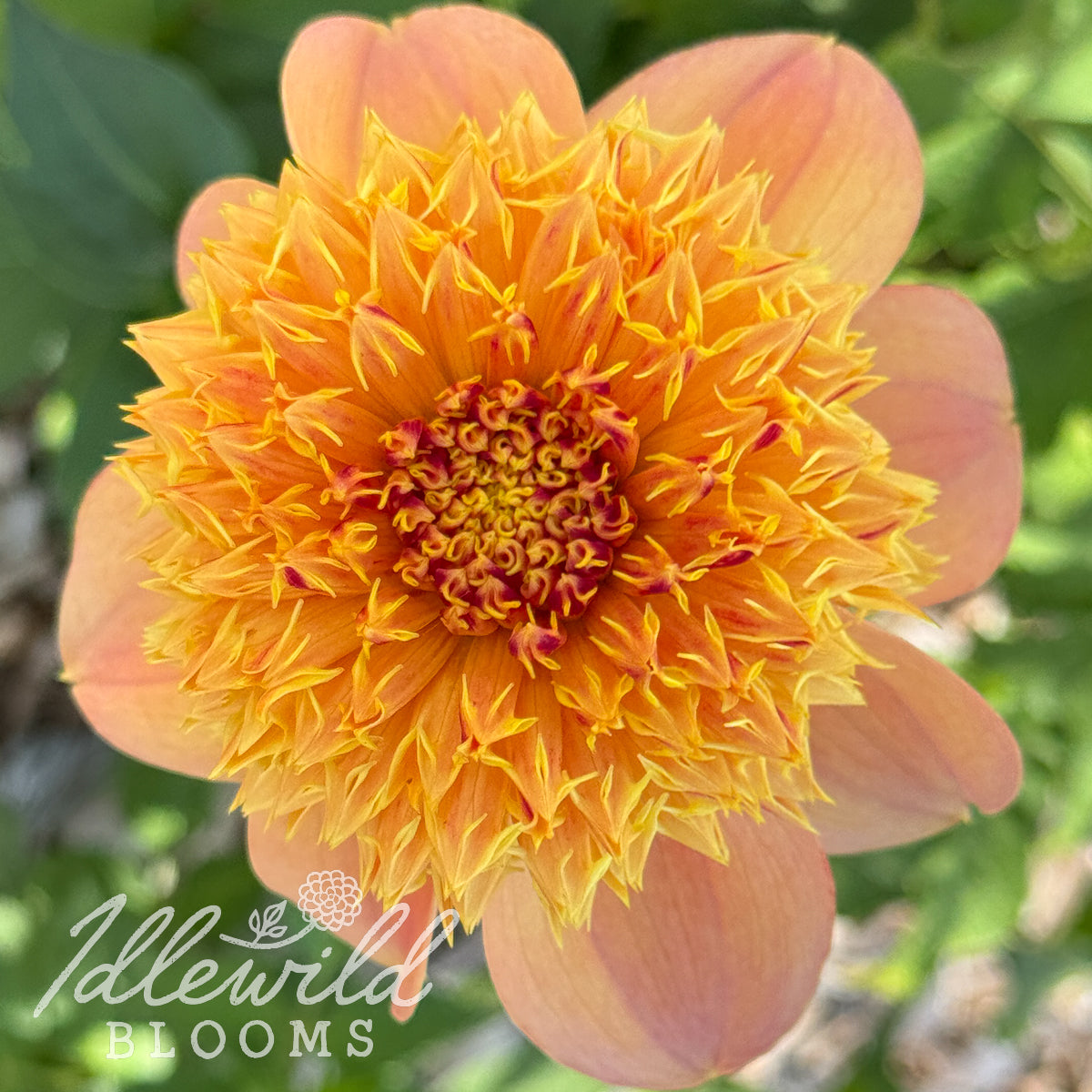 Sandia Brocade dahlia tuber, Sandia Brocade dahlia flower, Sandia Brocade dahlia bulb