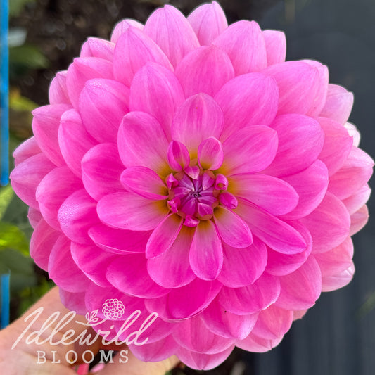 Sandia KC dahlia tuber, Sandia KC dahlia flower, Sandia KC dahlia tuber