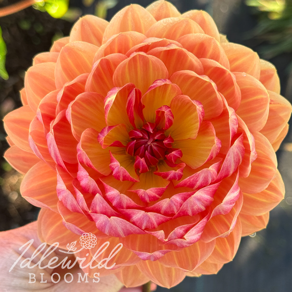 Sandia Marmalade dahlia tuber, Sandia Marmalade dahlia flower, Sandia Marmalade dahlia bulb