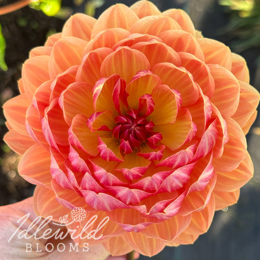 Sandia Marmalade dahlia tuber, Sandia Marmalade dahlia flower, Sandia Marmalade dahlia bulb
