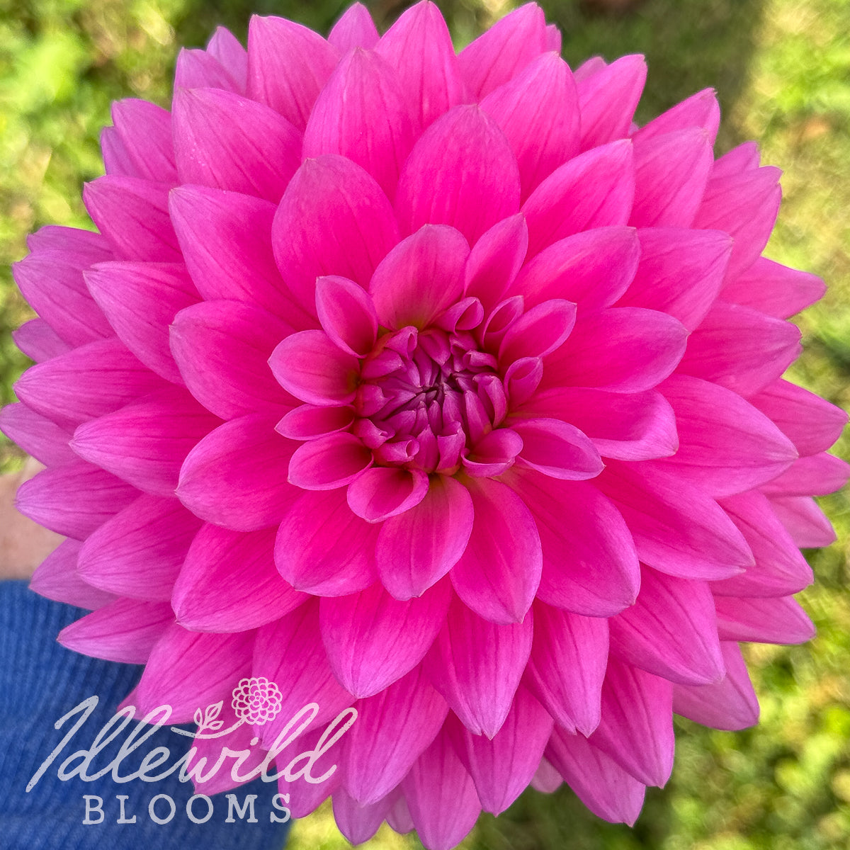 Sandia Molly dahlia tuber, Sandia Molly dahlia bulb, Sandia Molly dahlia flower