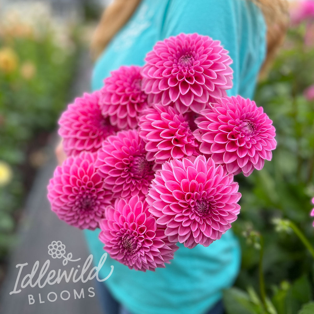 Sandra Dahlia Tuber | Pink Sylvia Flower Photo & Information