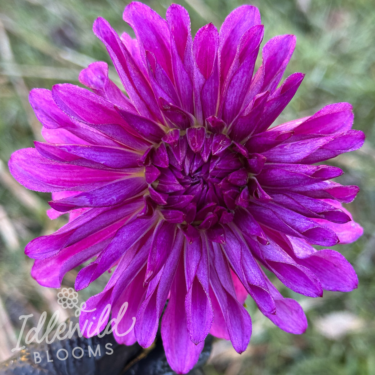 Seabeck's Hilda dahlia tuber, Seabeck's Hilda dahlia flower, Seabeck's Hilda dahlia bulb