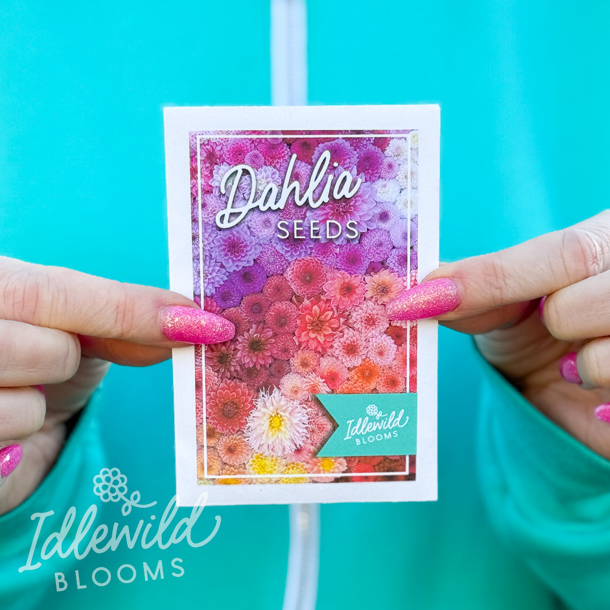 Dahlia Seeds, seeds to grow dahlias, packet of dahlia seed