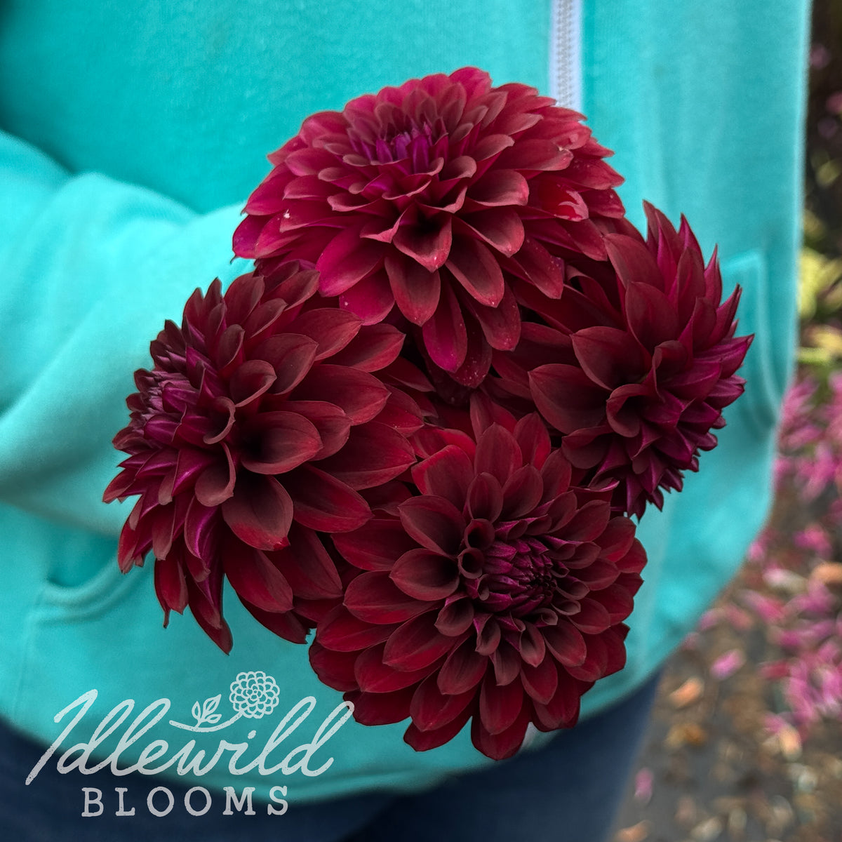 Shadow Cat dahlia tubers. This dark red, formal decorative, 2" to 4" dahlia was introduced by Les Connell in 1986. 