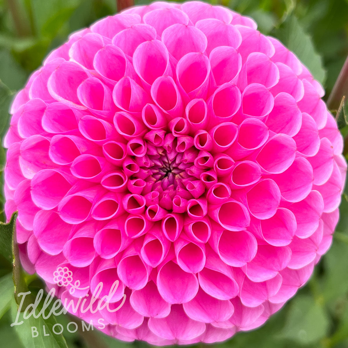 Sir Richard dahlia tuber, Sir Richard dahlia bulb, Sir Richard dahlia flower