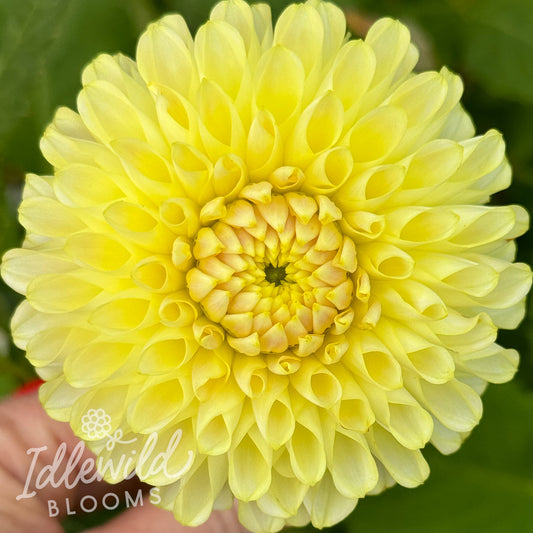 Skipley Moonglow dahlia tuber, Skipley Moonglow dahlia bulb, Skipley Moonglow dahlia flower