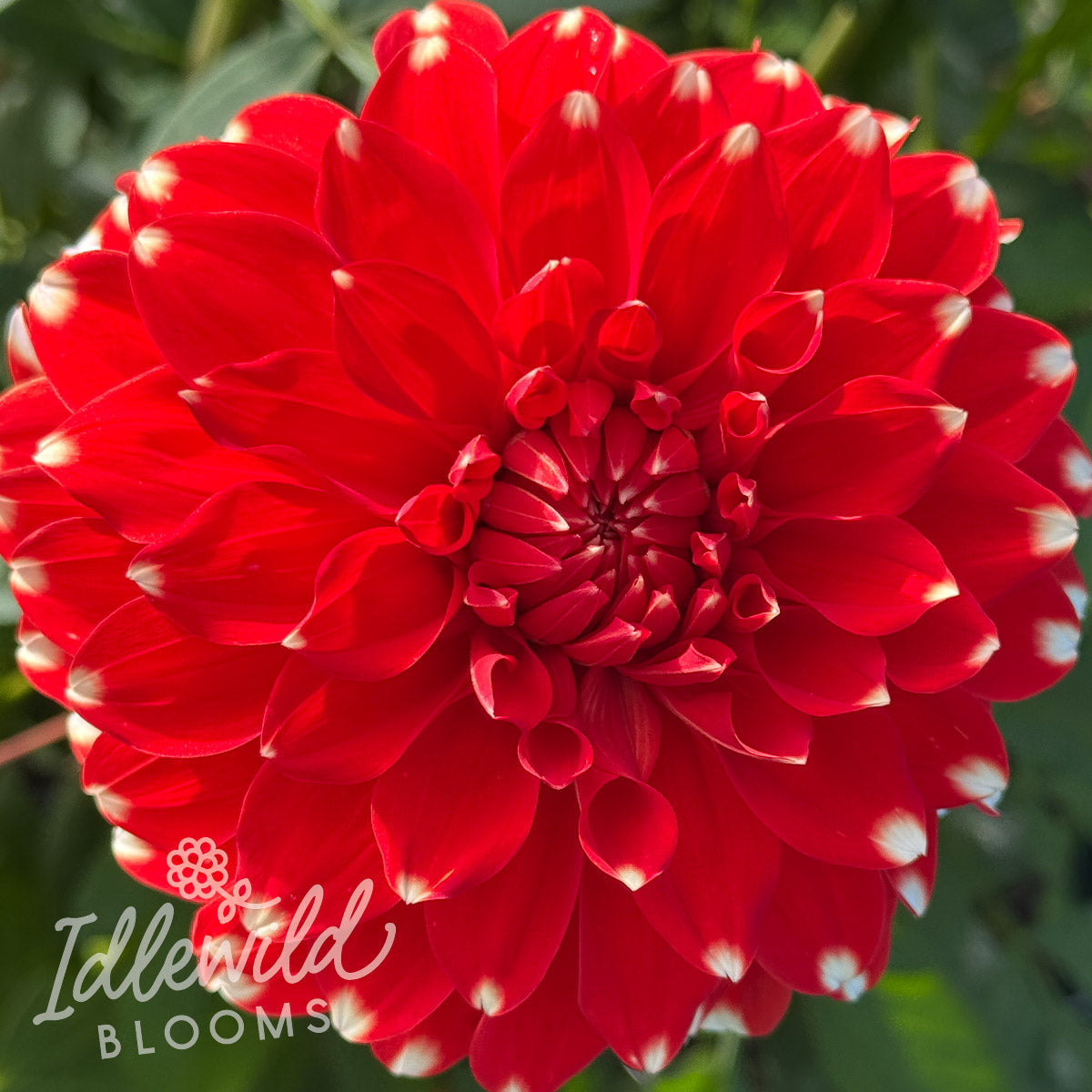 Skipley Spot dahlia tuber, Skipley Spot dahlia flower, Skipley Spot dahlia bulb