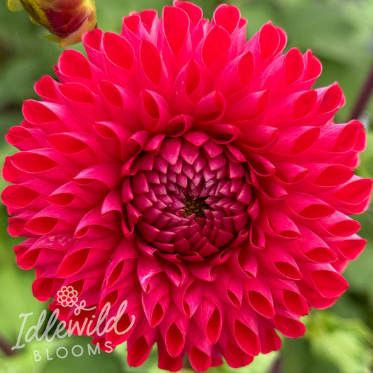 Skipley TNT Ball dahlia tuber, Skipley TNT Ball dahlia bulb, Skipley TNT Ball dahlia flower