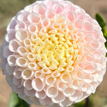 small world dahlia tuber bulb flower