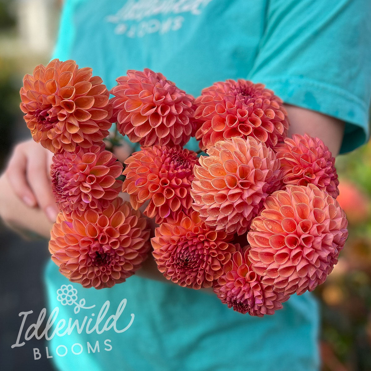 Snoho JoJo Dahlia Tuber | Snoho JoJo Flower Photo & Information ...