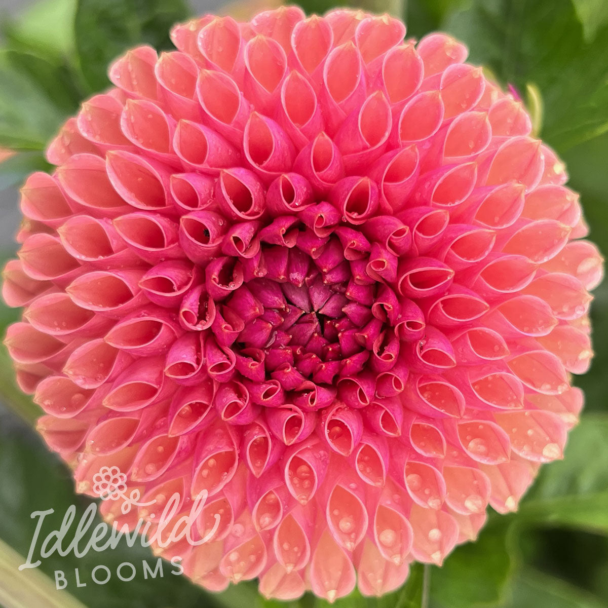 Snoho JoJo dahlia tuber, where to buy Snoho JoJo dahlia tuber, Snoho JoJo dahlia flower