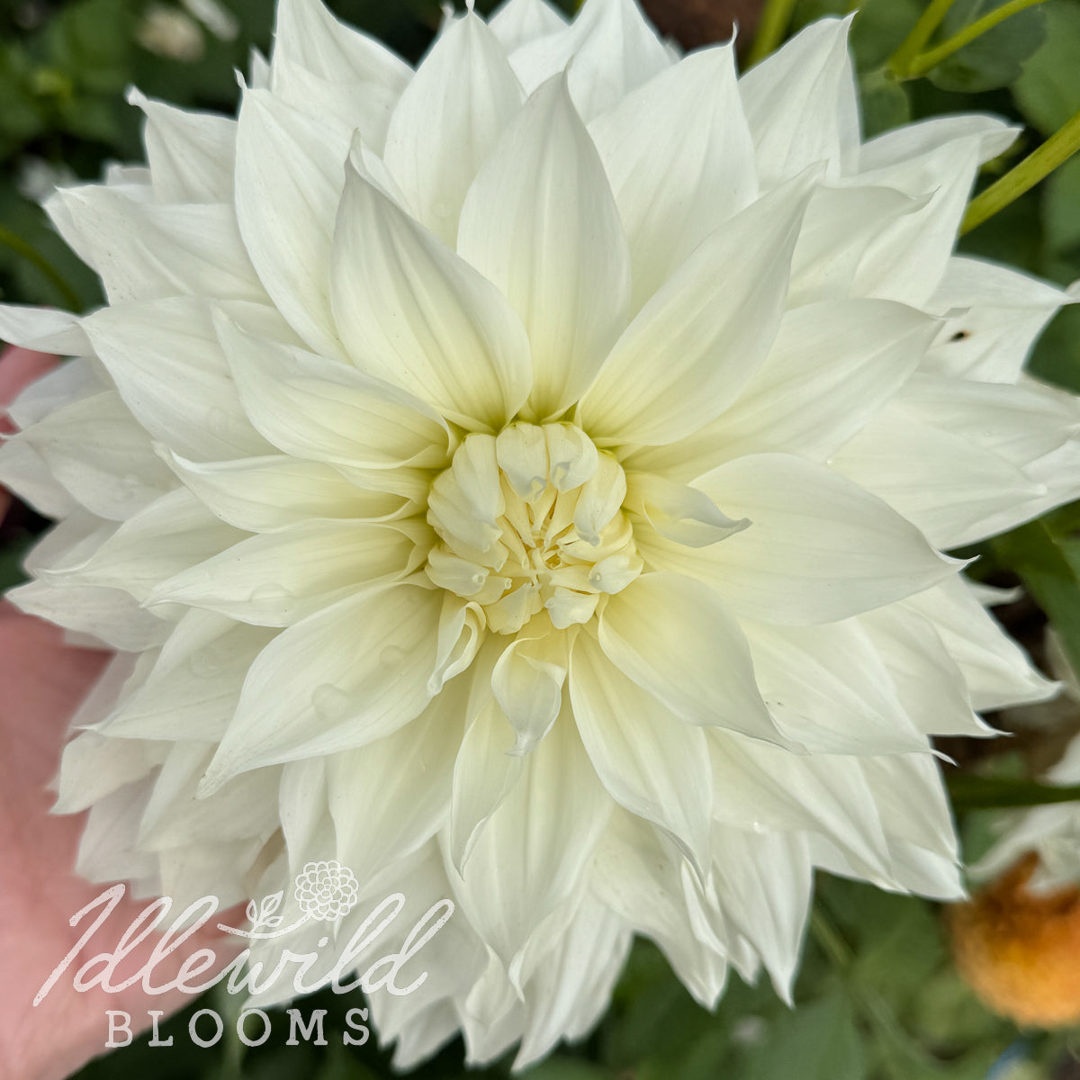 Snowbound dahlia tuber. This 8" to 10", white, informal decorative dahlia was introduced by Nicholas Gitts in 1997. 