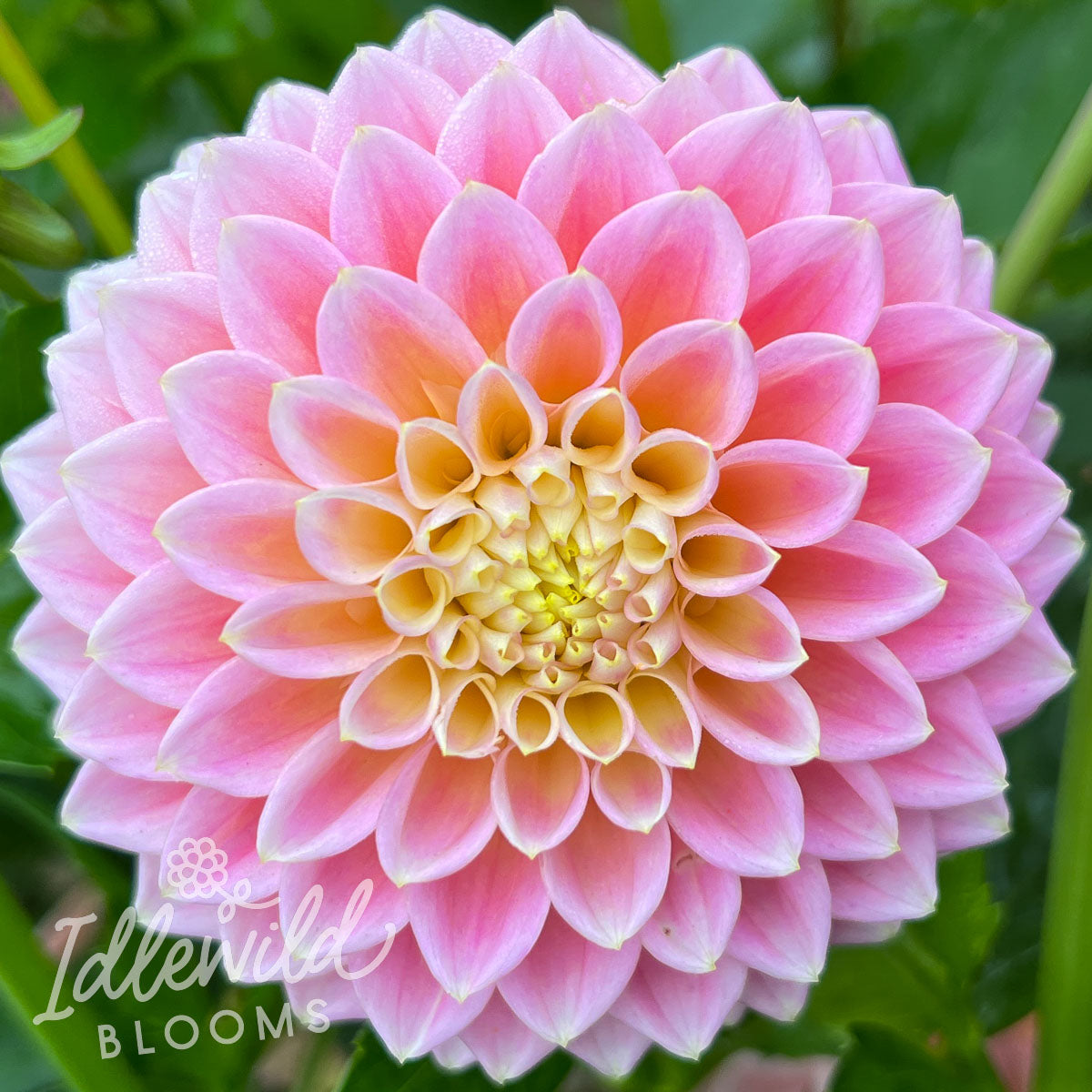 Sugartown Sunrise dahlia tuber, Sugartown Sunrise dahlia bulb, Sugartown Sunrise dahlia flower