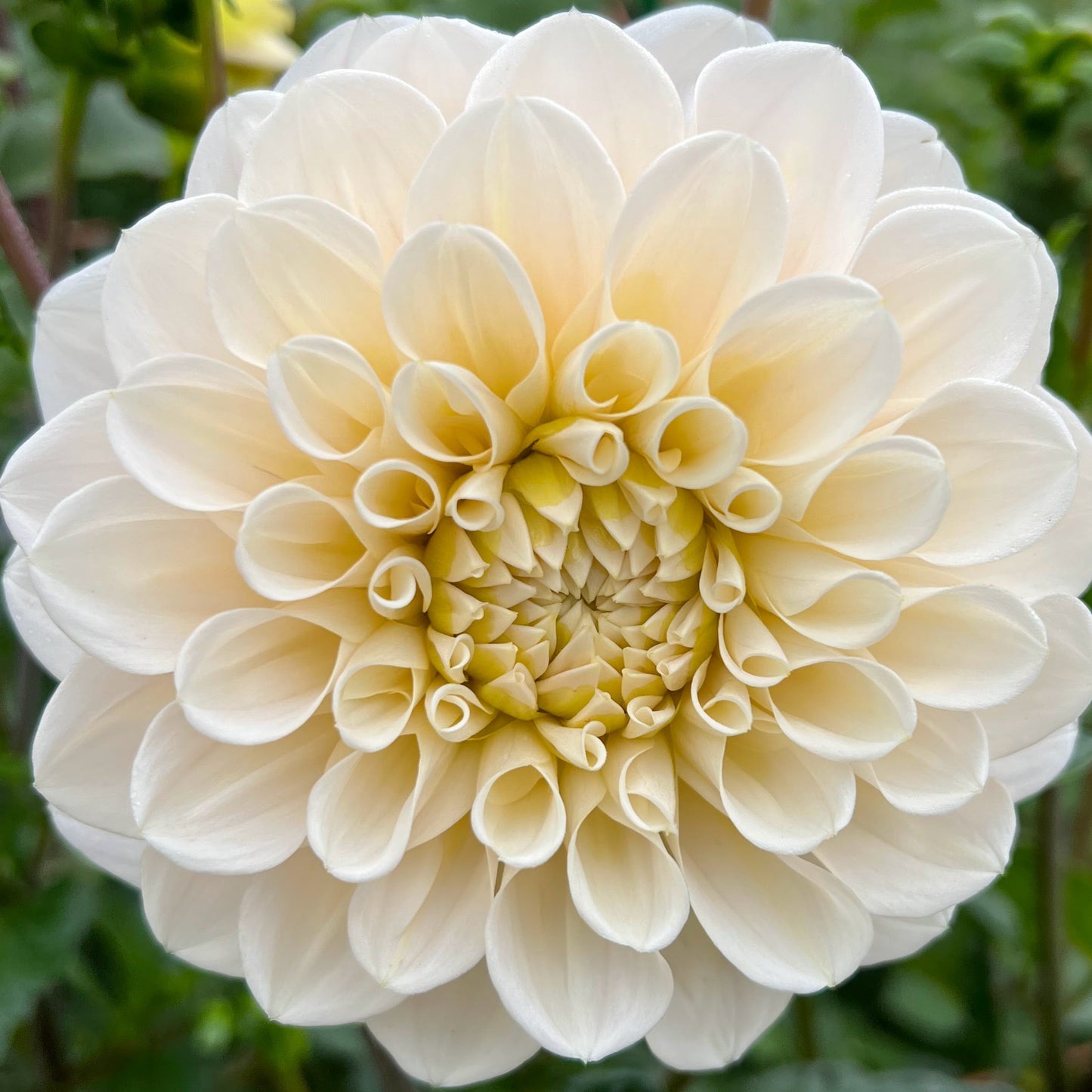 sweet nathalie dahlia tuber bulb flower