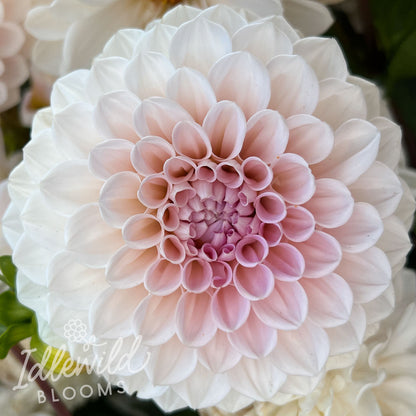 Sweet Nathalie dahlia tubers, Sweet Nathalie dahlia flowers, Sweet Nathalie dahlia bulbs