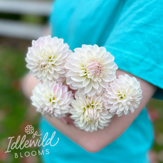 Tahoma Kelli dahlia bouquet, Tahoma Kelli dahlia flowers, Tahoma Kelli dahlia tubers