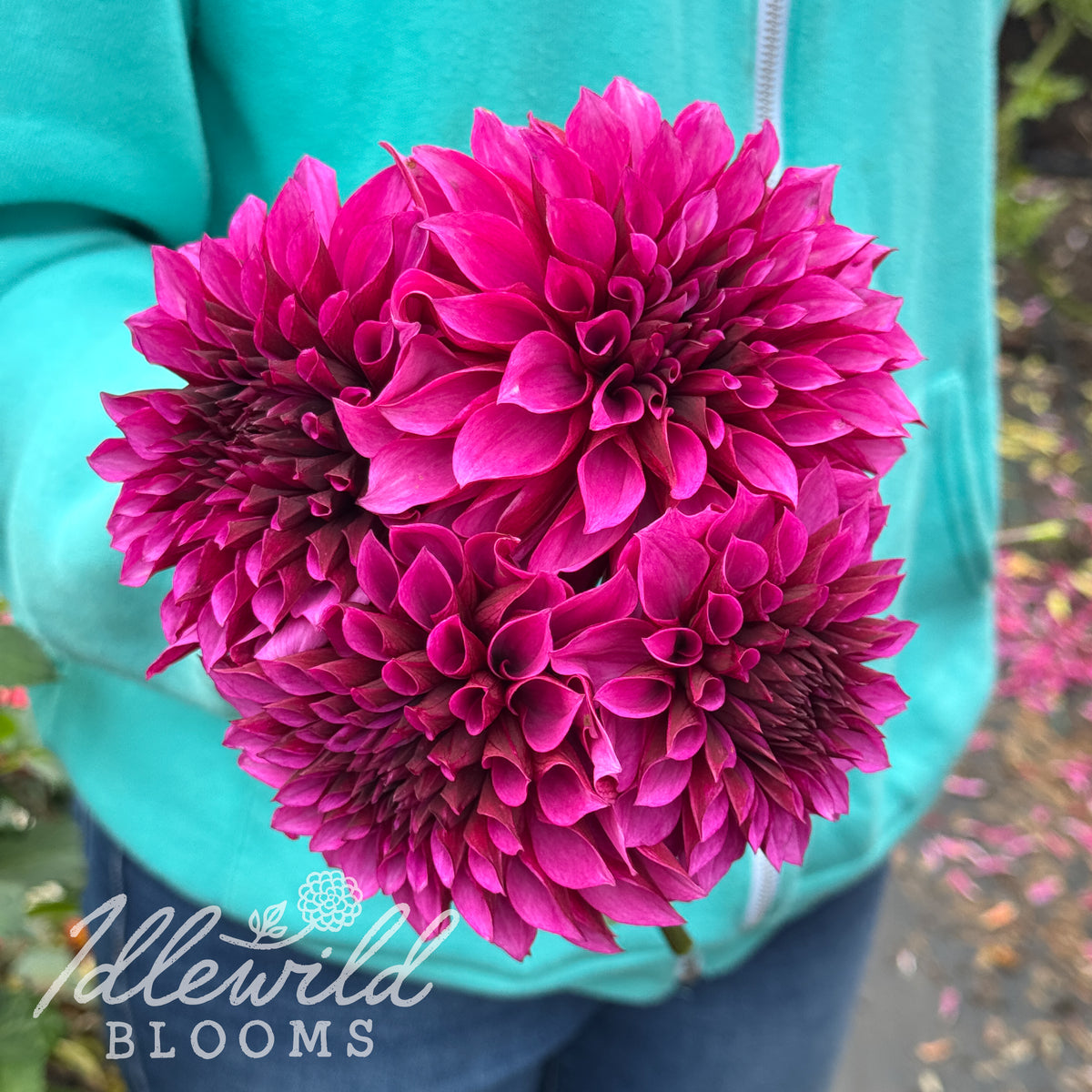 Tanita dahlia tubers. This over 2", dark pink, stellar dahlia was introduced by Peter Komen in 2020. 