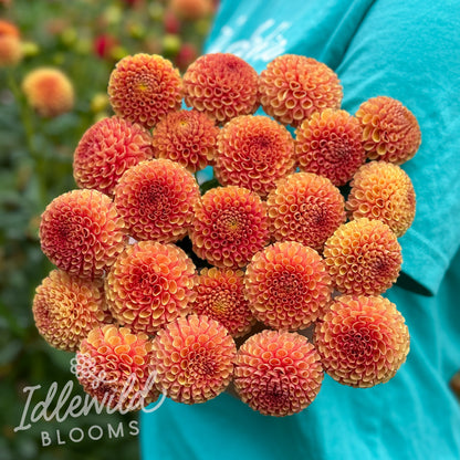 Tiny dahlia tubers, Tiny dahlia bulbs, Tiny dahlia bouquet