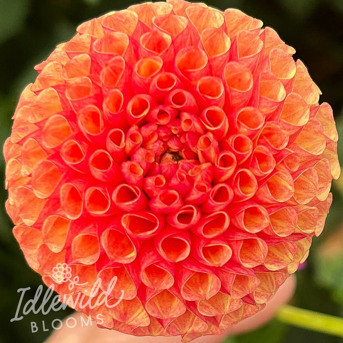 Tiny dahlia tuber, Tiny dahlia bulb, Tiny dahlia flower