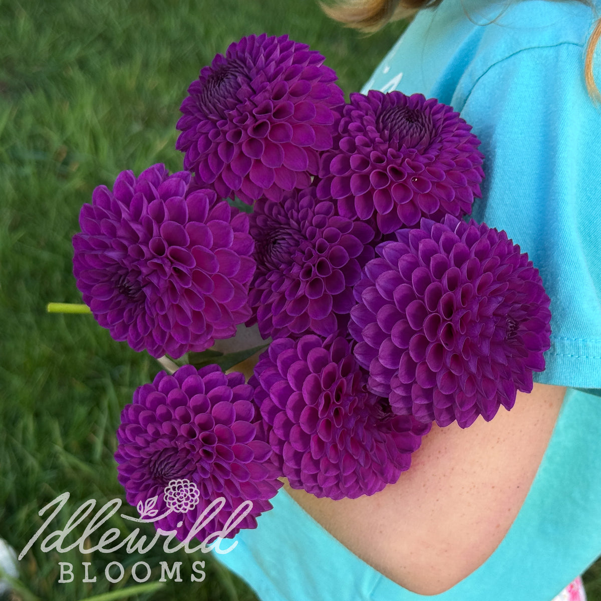 Twilight Boy dahlia tubers. This 2" to 4", purple, formal decorative dahlia was introduced by Arthur Hayes in 2022. 