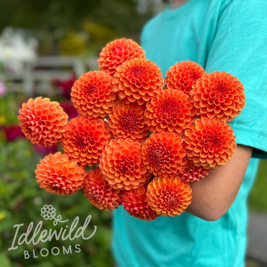 Valley Rust Bucket dahlia tubers, Valley Rust Bucket dahlia bulbs, Valley Rust Bucket dahlia bouquet