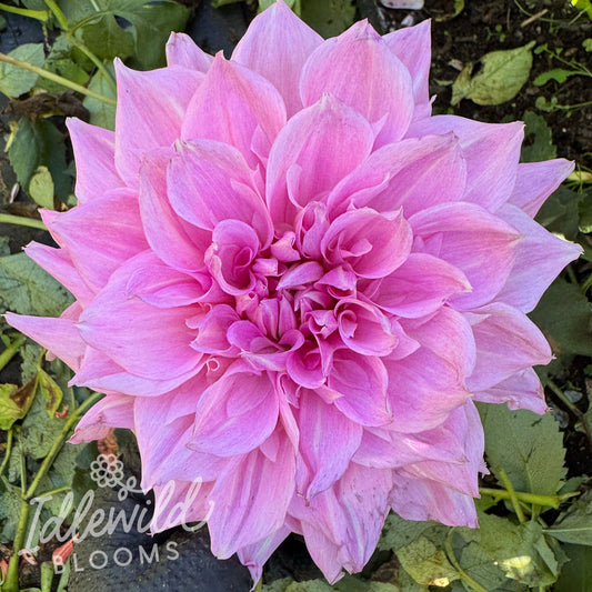 Vera Seyfang dahlia tuber, Vera Seyfang dahlia bulb, Vera Seyfang dahlia flower