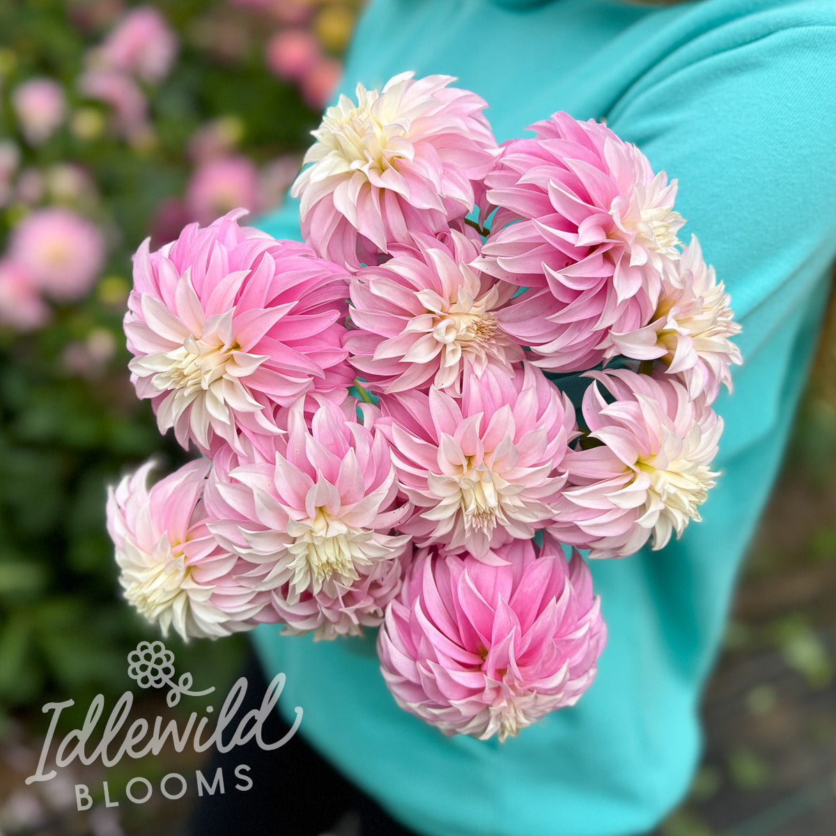 Verrone's DF dahlia bulbs, Verrone's DF dahlia tubers, Verrone's DF dahlia bouquet