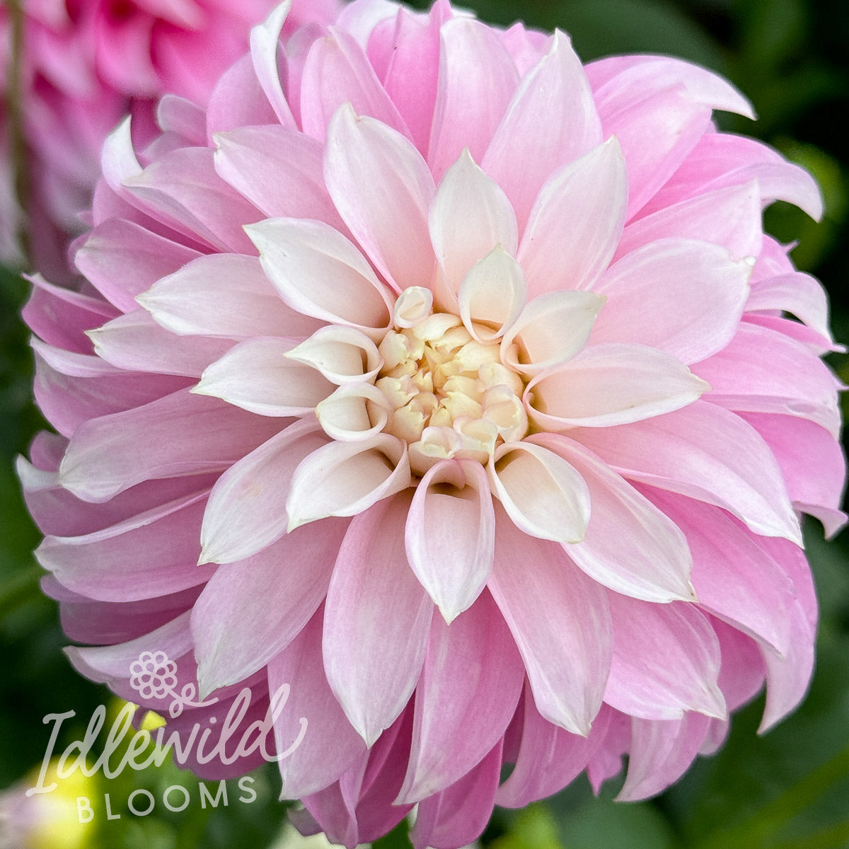 Verrone's DF dahlia tuber, Verrone's DF dahlia flower, Verrone's DF dahlia bulb