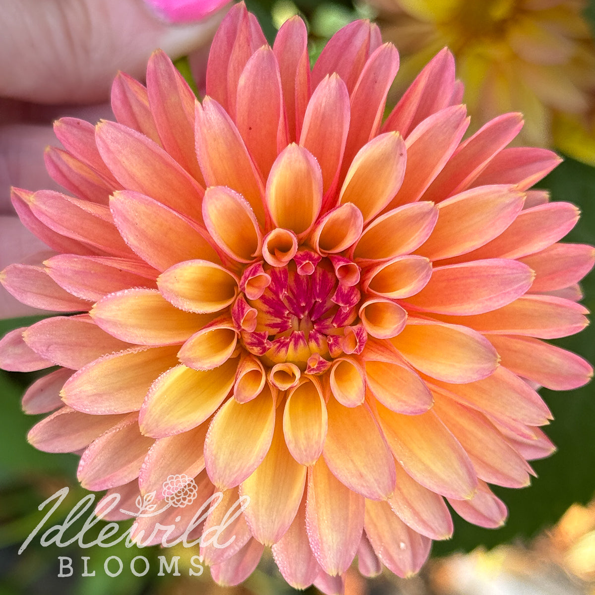 Verrone's Donna Marie dahlia tuber, Verrone's Donna Marie dahlia bulb, Verrone's Donna Marie dahlia flower