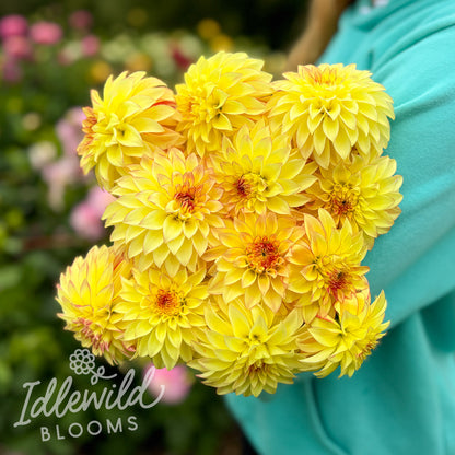 Verrone's Taylor Swift dahlia tubers, Verrone's Taylor Swift dahlia bulbs, Verrone's Taylor Swift dahlia bouquet