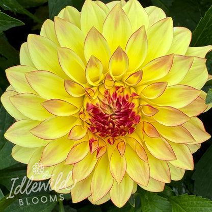 Verrone's Taylor Swift dahlia tuber, Verrone's Taylor Swift dahlia bulb, Verrone's Taylor Swift dahlia flower