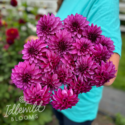 Versa dahlia tubers, Versa dahlia bulbs, Versa dahlia bouquet