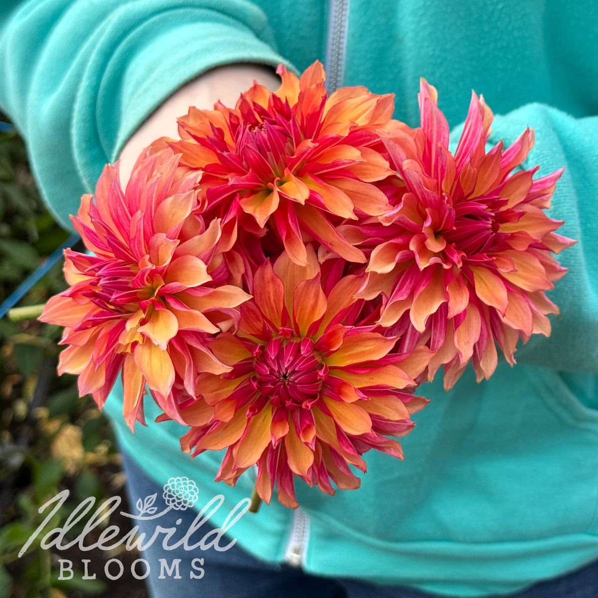 Vista Minnie dahlia tubers. This dark blend, novelty fully double, over 2" dahlia was introduced by Jean Heeringa in 2011. 