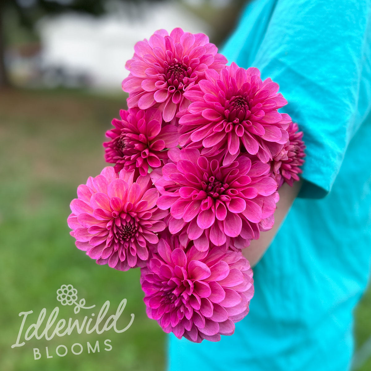 Vista Pinky dahlia bouquet, Vista Pinky dahlia tubers, Vista Pinky dahlia flowers, Vista Pinky dahlia bulbs