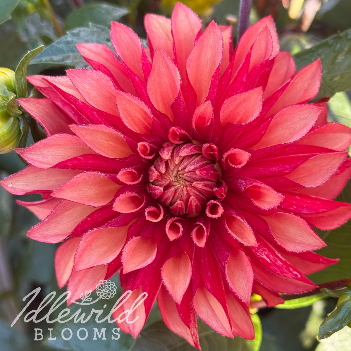 WB's Cecil dahlia bulb, WB's Cecil dahlia flower, WB's Cecil dahlia tuber