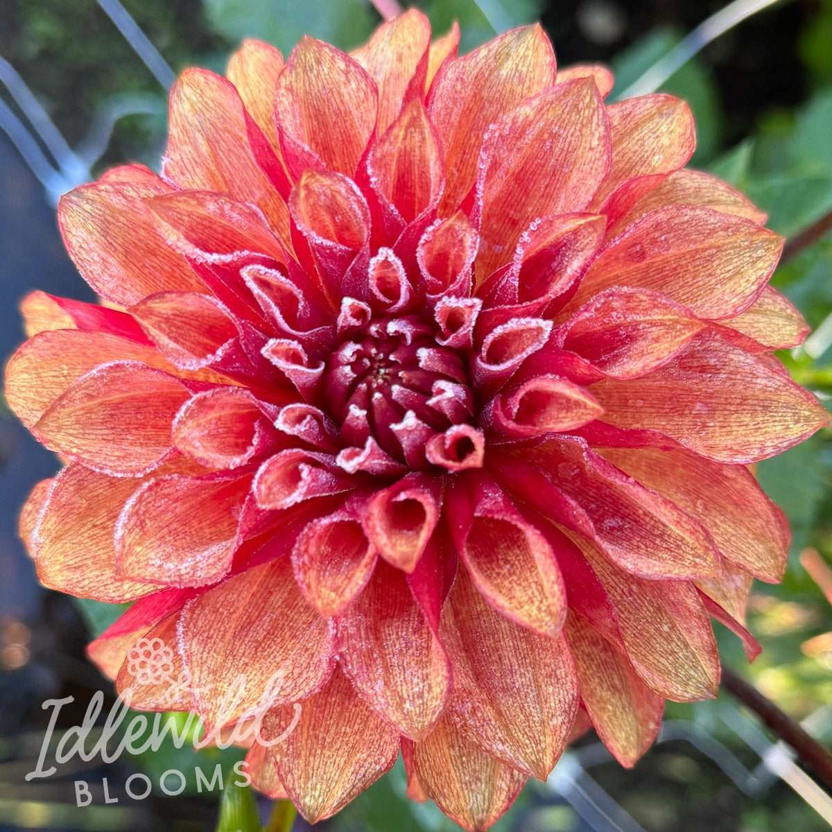 WB's Cecil dahlia tuber, WB's Cecil dahlia flower, WB's Cecil dahlia bulb