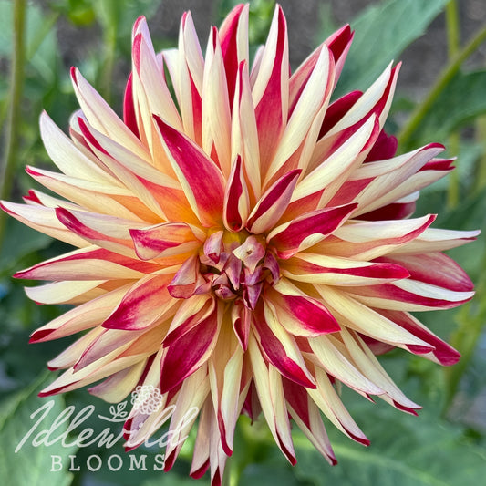 WB's One Eyed Jack dahlia tuber, WB's One Eyed Jack dahlia flower, WB's One Eyed Jack dahlia bulb