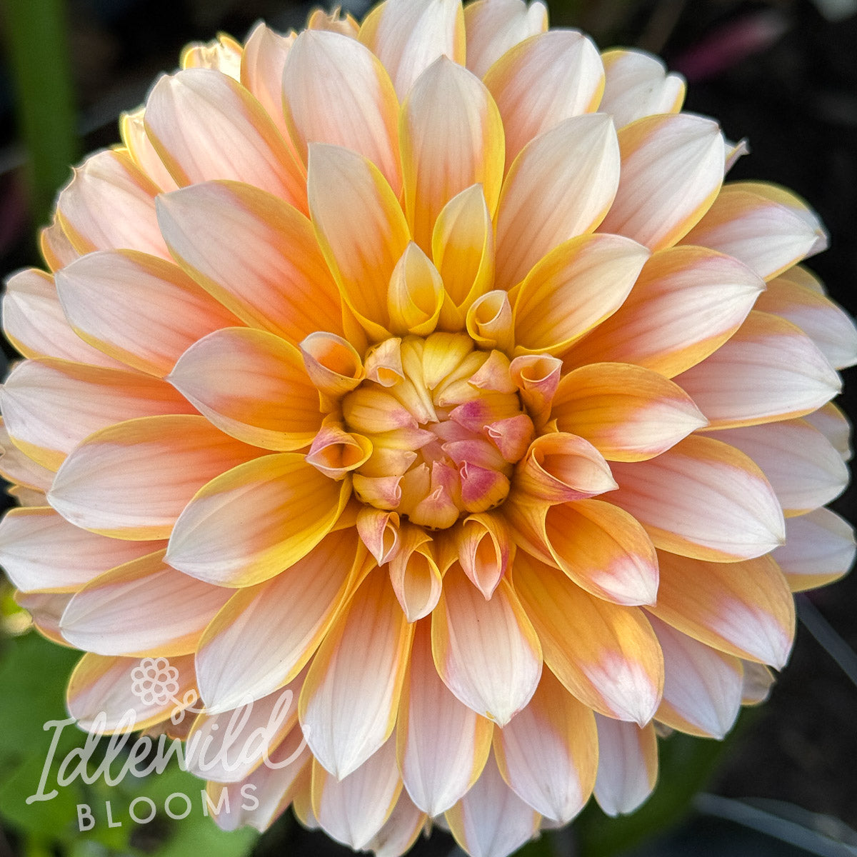 WB's Quackin' Back dahlia tuber, WB's Quackin' Back dahlia flower, WB's Quackin' Back dahlia bulb
