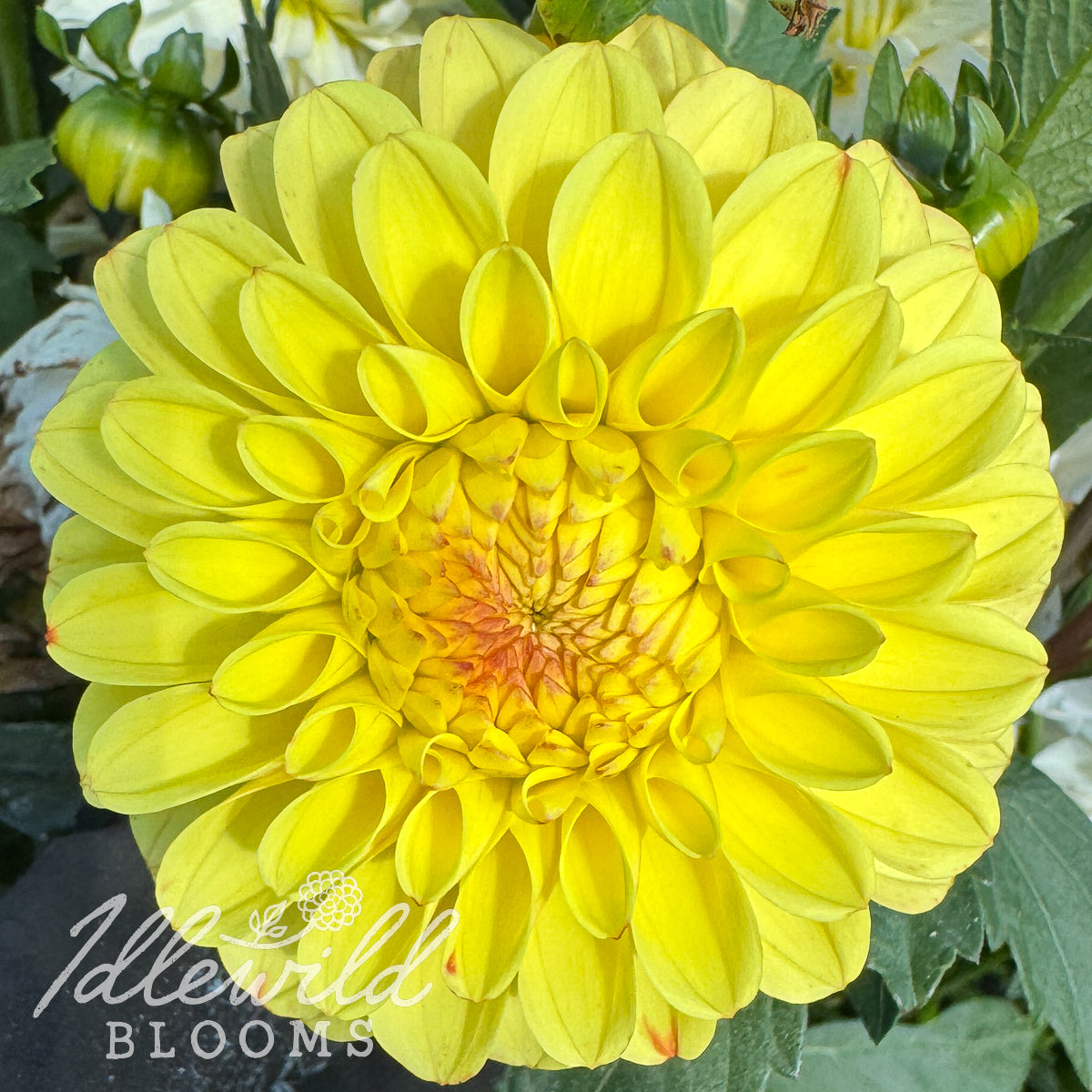 WB's Saffron dahlia tuber. This 2" to 4", yellow, formal decorative dahlia was introduced by Eugene Kenyon in 2023. 