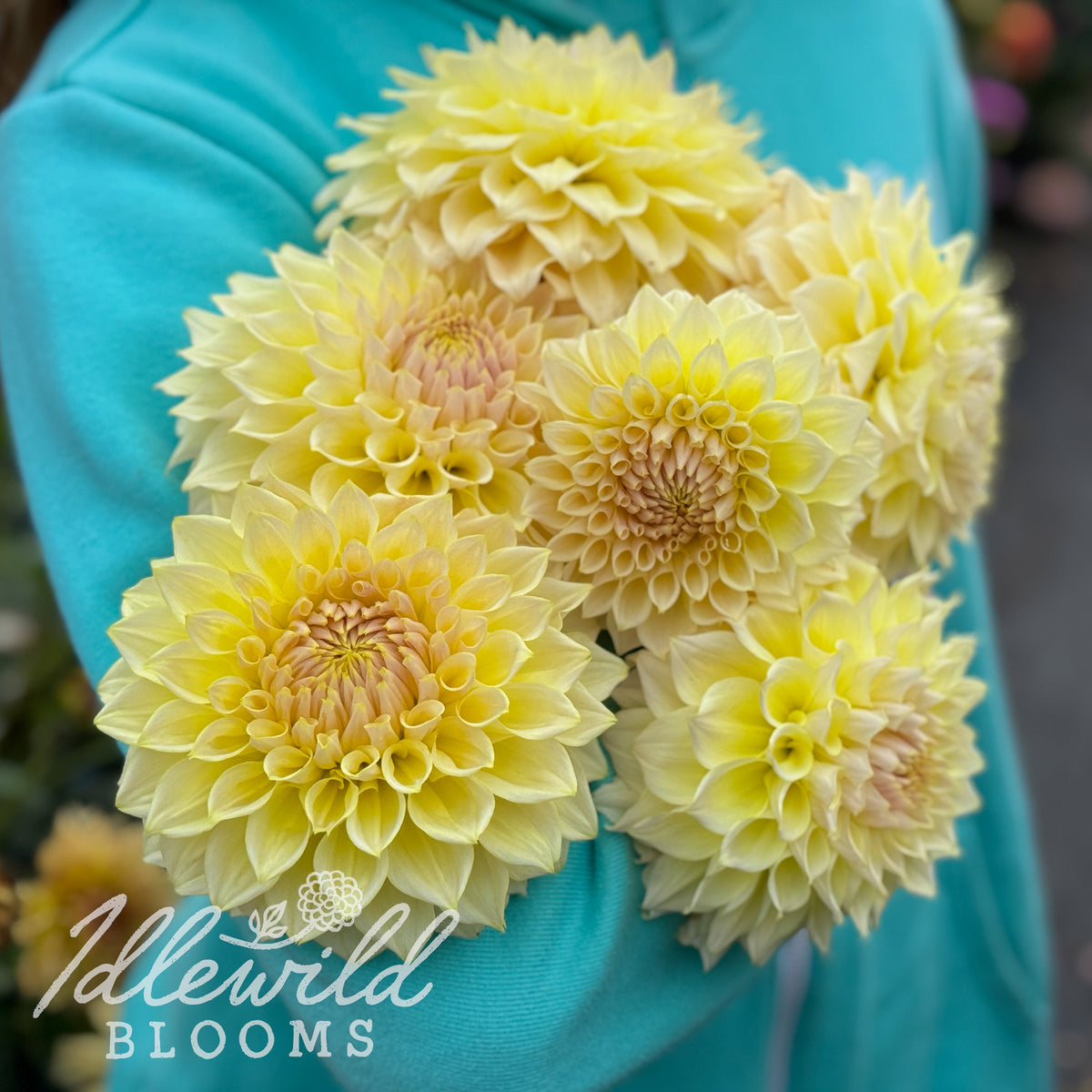 Westerton Lilian dahlia tubers. This yellow, informal decorative, 6" to 8" dahlia was introduced by Gordon Hodgson in 2014.
