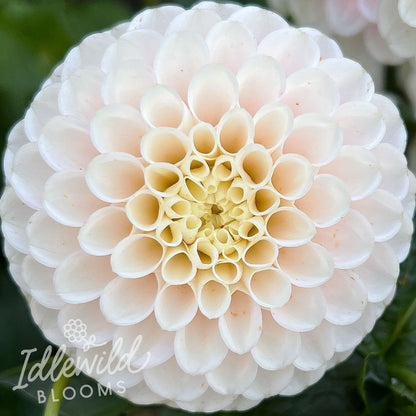 White Wizard dahlia tuber, White Wizard dahlia bulb, White Wizard dahlia flower