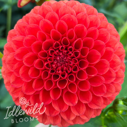 Wilder dahlia tuber, Wilder dahlia bulb, Wilder dahlia flower