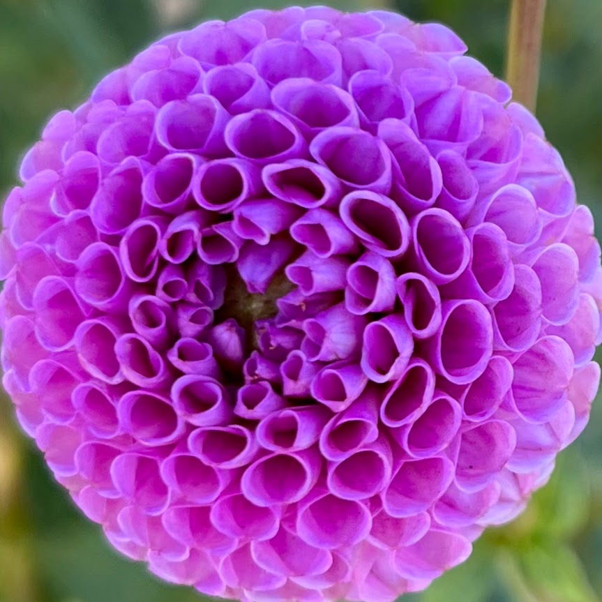 willo borealis dahlia tuber bulb flower