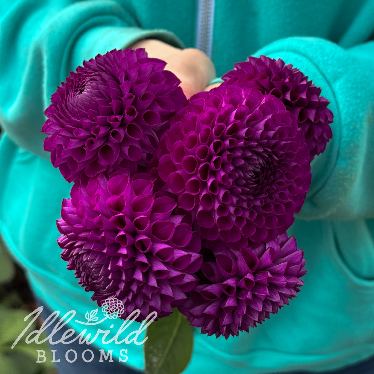 Windhaven Concord dahlia tubers. This purple, miniature ball, 2" to 3.5" dahlia was introduced by Bob Romano in 2017. 